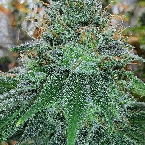 Gg#4 (josey cut) growlog timeline photo
