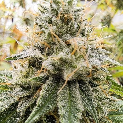Gg#4 (josey cut) growlog timeline photo