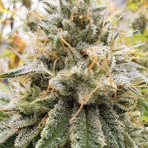 Gg#4 (josey cut) growlog timeline photo