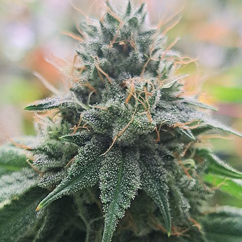 Gg#4 (josey cut) growlog timeline photo