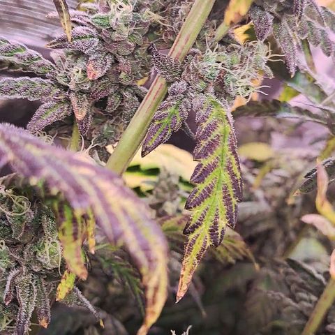 Krillins Kush growlog timeline photo