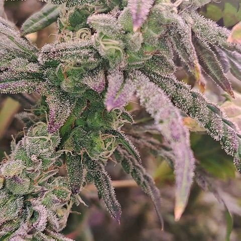 Krillins Kush growlog timeline photo