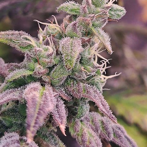 Krillins Kush growlog timeline photo