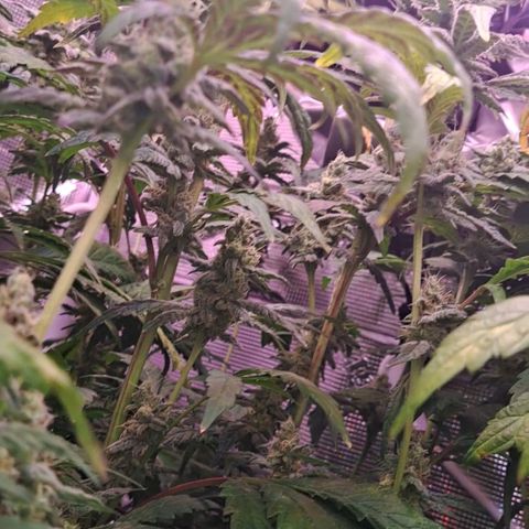 Krillins Kush growlog timeline photo