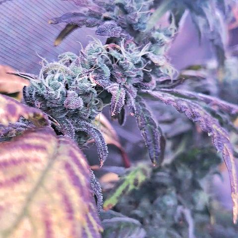 Krillins Kush growlog timeline photo