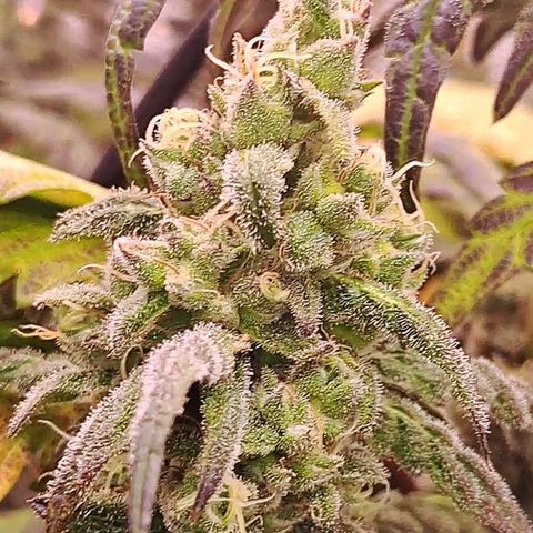 Krillins Kush growlog timeline photo
