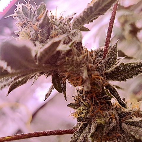 Pink Banana Trufflez growlog timeline photo