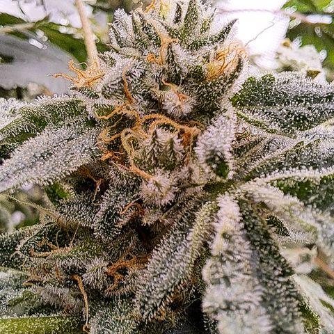 Pink Banana Trufflez growlog timeline photo