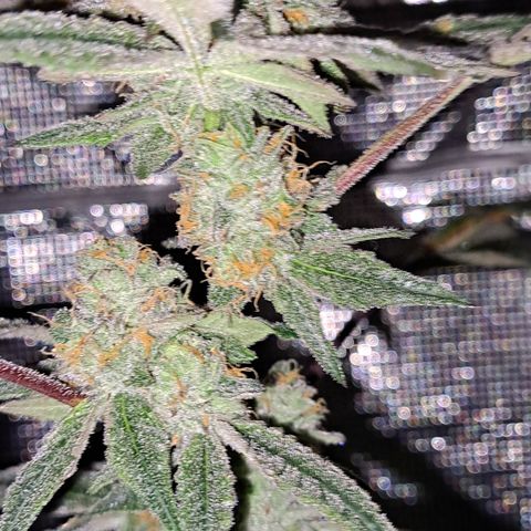 Pink Banana Trufflez growlog timeline photo
