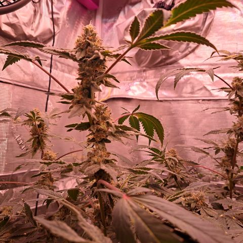 Pink Banana Trufflez growlog timeline photo