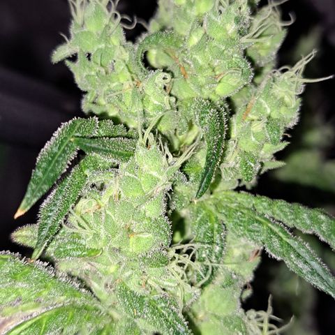 Krillins Kush growlog timeline photo