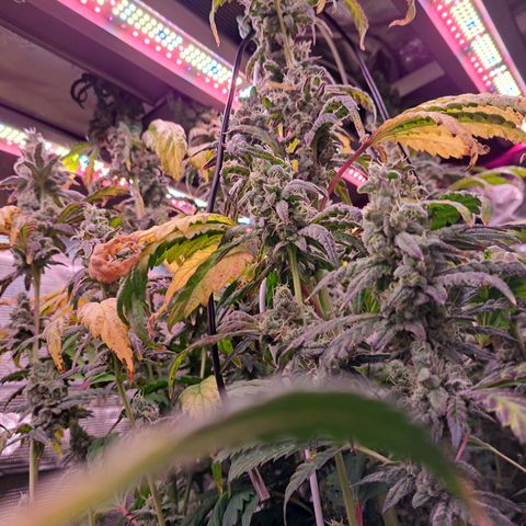 Krillins Kush growlog timeline photo