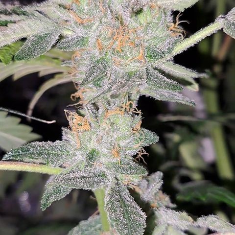 Pink Banana Trufflez growlog timeline photo