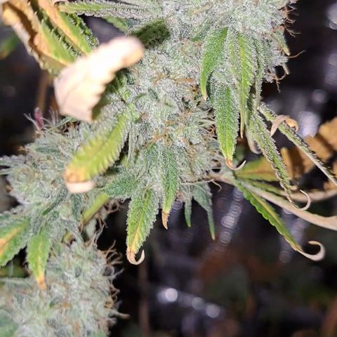 Gg#4 (josey cut) growlog timeline photo