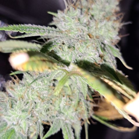 Gg#4 (josey cut) growlog timeline photo