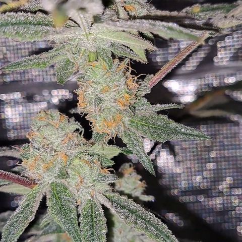 Pink Banana Trufflez growlog timeline photo