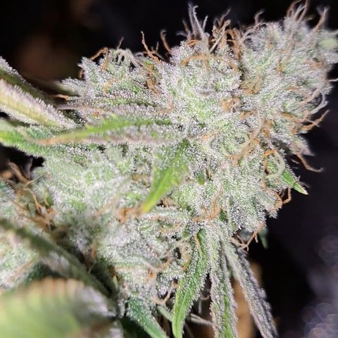 Gg#4 (josey cut) growlog timeline photo