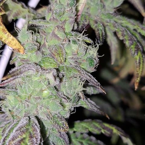 Krillins Kush growlog timeline photo