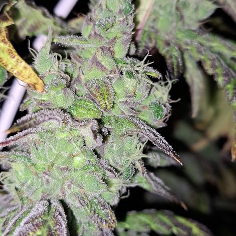 Krillins Kush growlog timeline photo