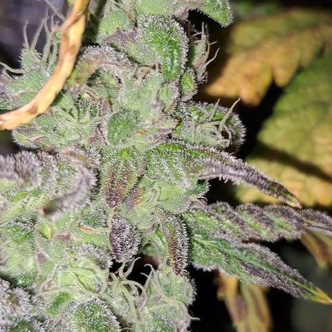Krillins Kush growlog timeline photo