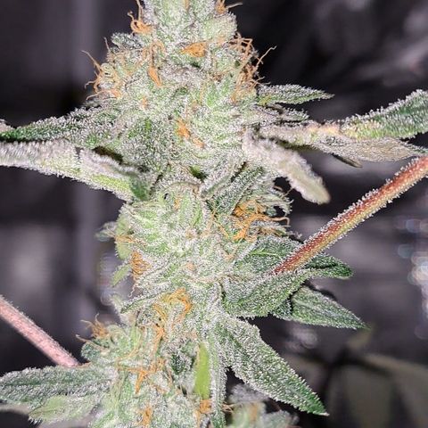 Pink Banana Trufflez growlog timeline photo