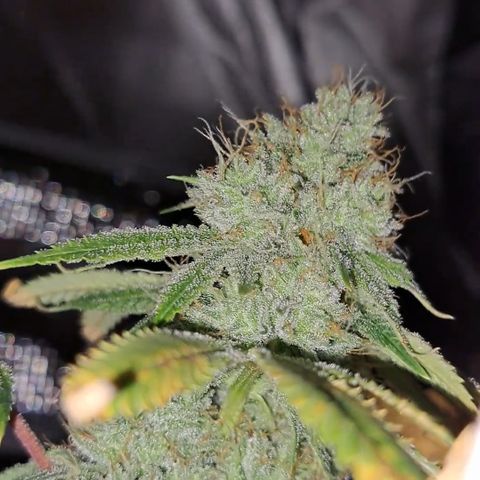 Gg#4 (josey cut) growlog timeline photo