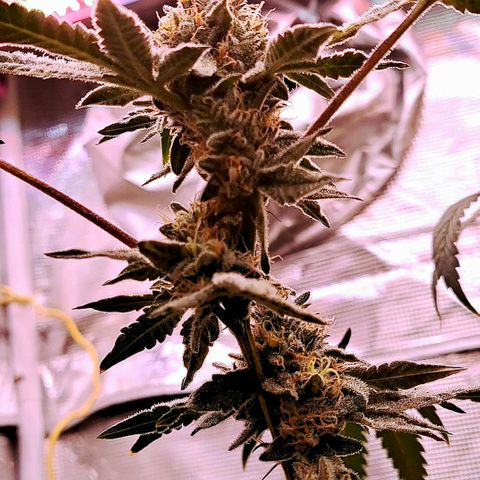 Pink Banana Trufflez growlog timeline photo