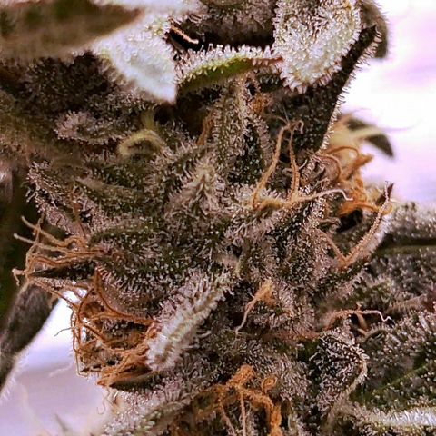 Pink Banana Trufflez growlog timeline photo