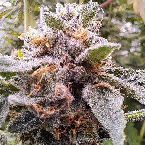 Pink Banana Trufflez growlog timeline photo