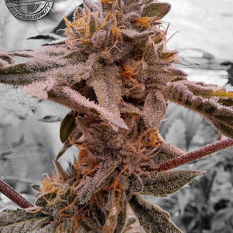 Pink Banana Trufflez growlog timeline photo
