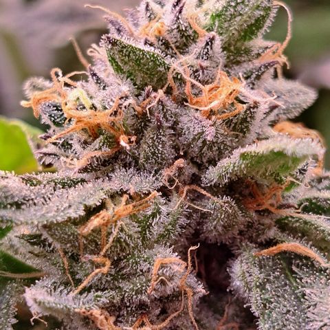 Pink Banana Trufflez growlog timeline photo