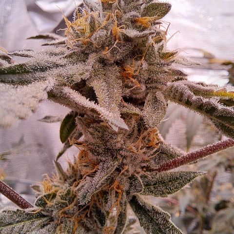 Pink Banana Trufflez growlog timeline photo