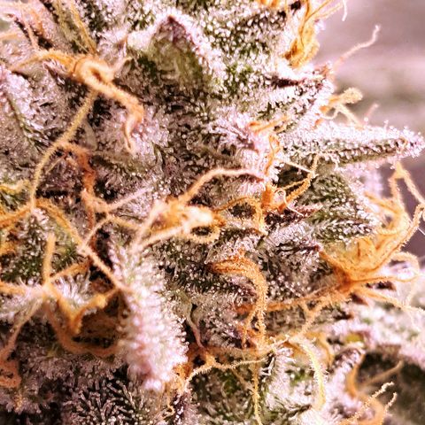 Pink Banana Trufflez growlog timeline photo