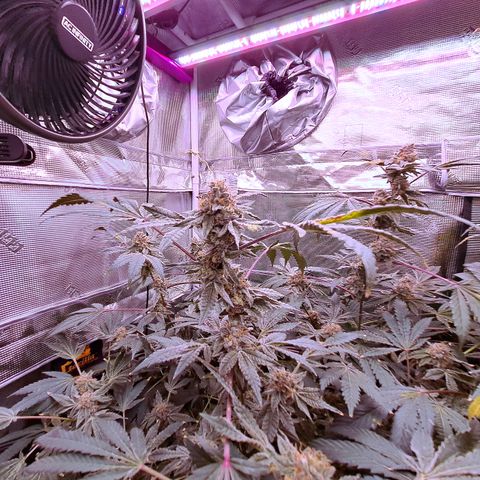 Pink Banana Trufflez growlog timeline photo