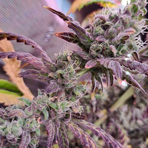 Krillins Kush growlog timeline photo