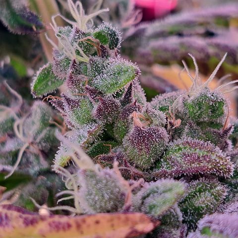 Krillins Kush growlog timeline photo
