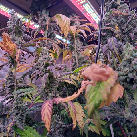 Krillins Kush growlog timeline photo