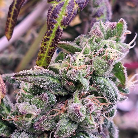 Krillins Kush growlog timeline photo