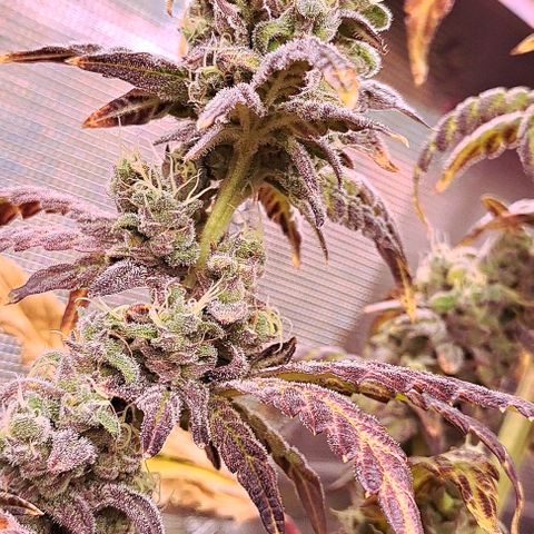 Krillins Kush growlog timeline photo