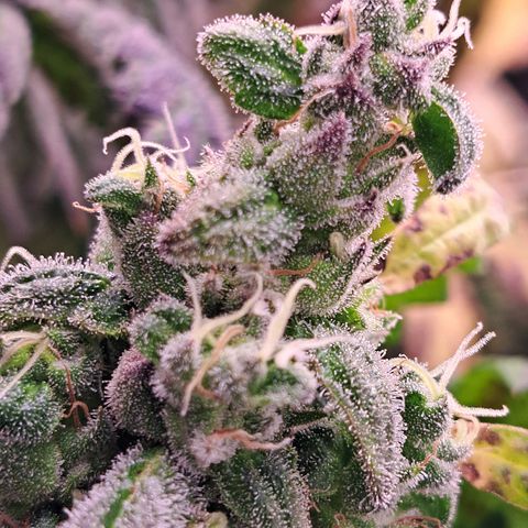Krillins Kush growlog timeline photo