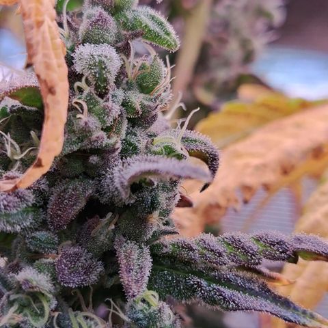 Krillins Kush growlog timeline photo