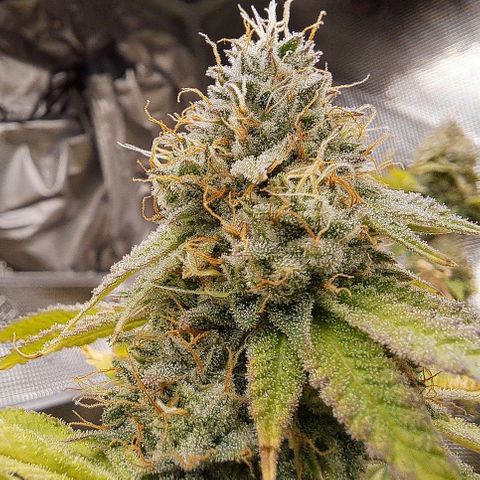 Gg#4 (josey cut) growlog timeline photo