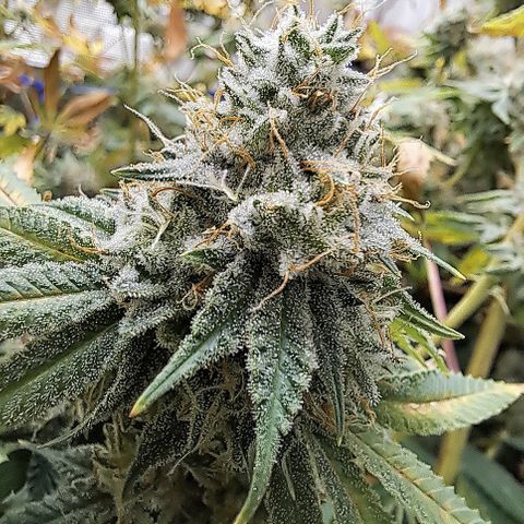 Gg#4 (josey cut) growlog timeline photo