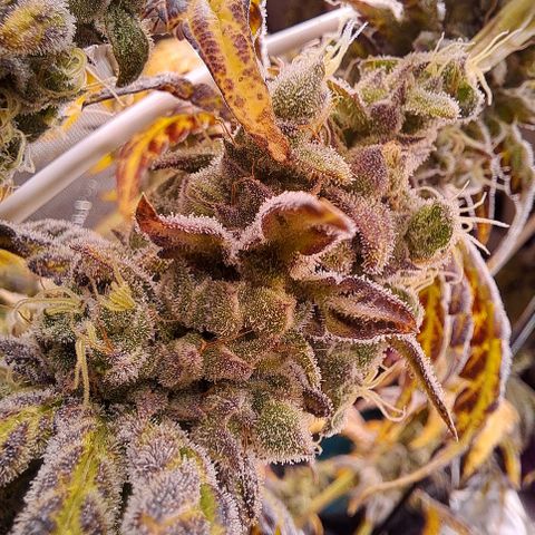 Krillins Kush growlog timeline photo