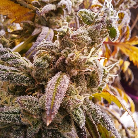 Krillins Kush growlog timeline photo
