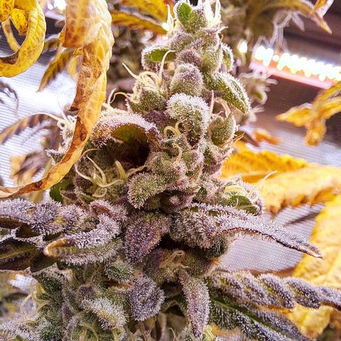 Krillins Kush growlog timeline photo
