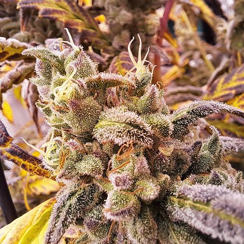 Krillins Kush growlog timeline photo