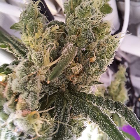 Krillins Kush growlog timeline photo