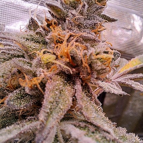 Pink Banana Trufflez growlog timeline photo