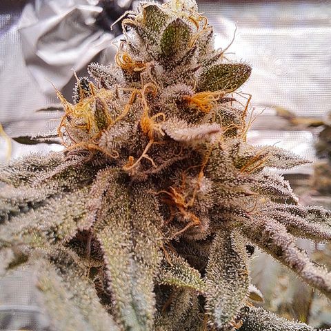 Pink Banana Trufflez growlog timeline photo